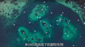 (我们的星球bbc纪录片)我们的星球纪录片国语版：发现地球之美，探寻自然奥秘